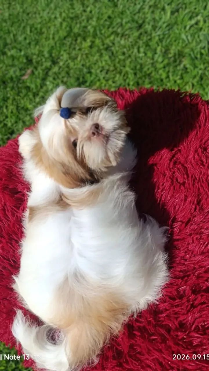 Shihtzu  - Foto 2