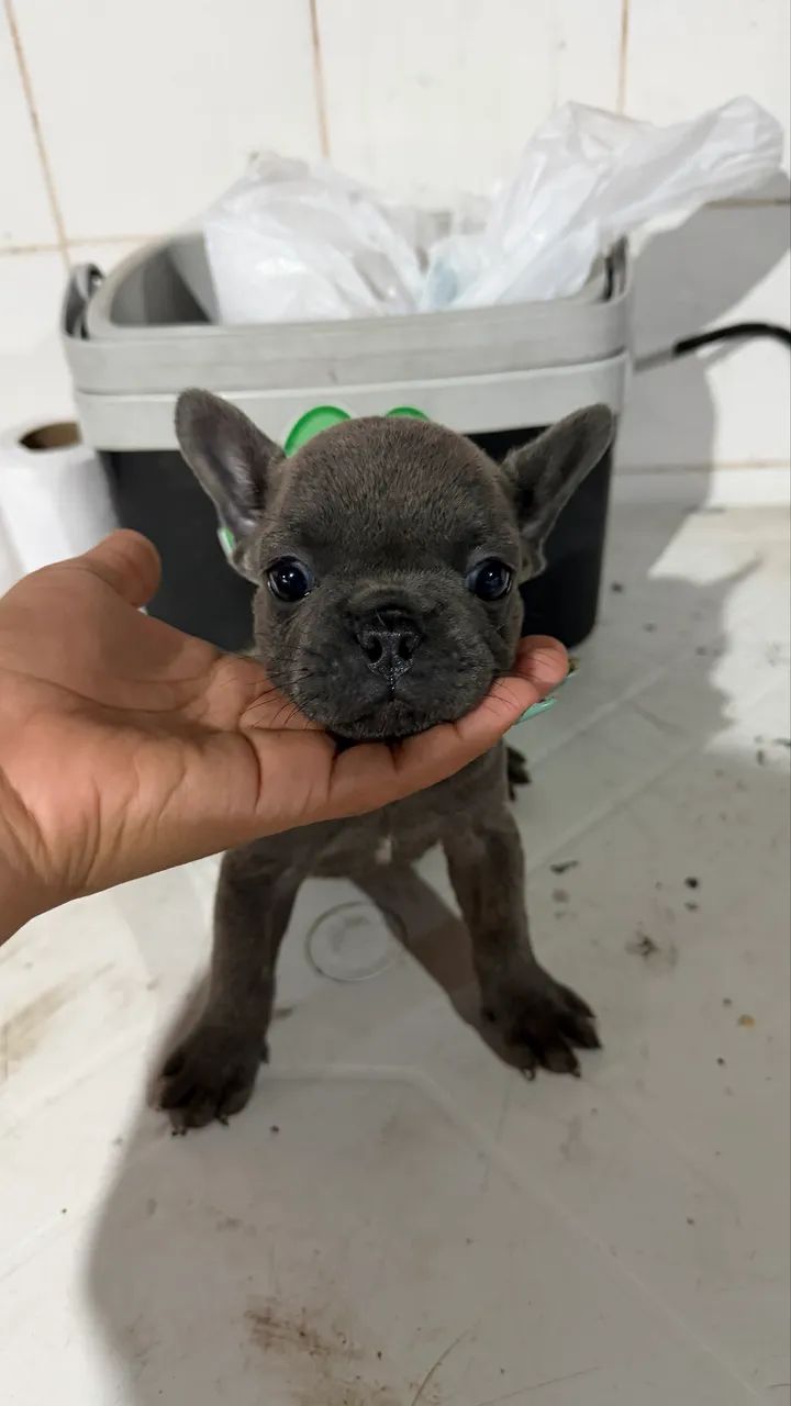 Buldogue  - Foto 2