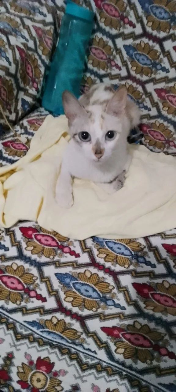 Gata castrada para adoção ou lar temporário 