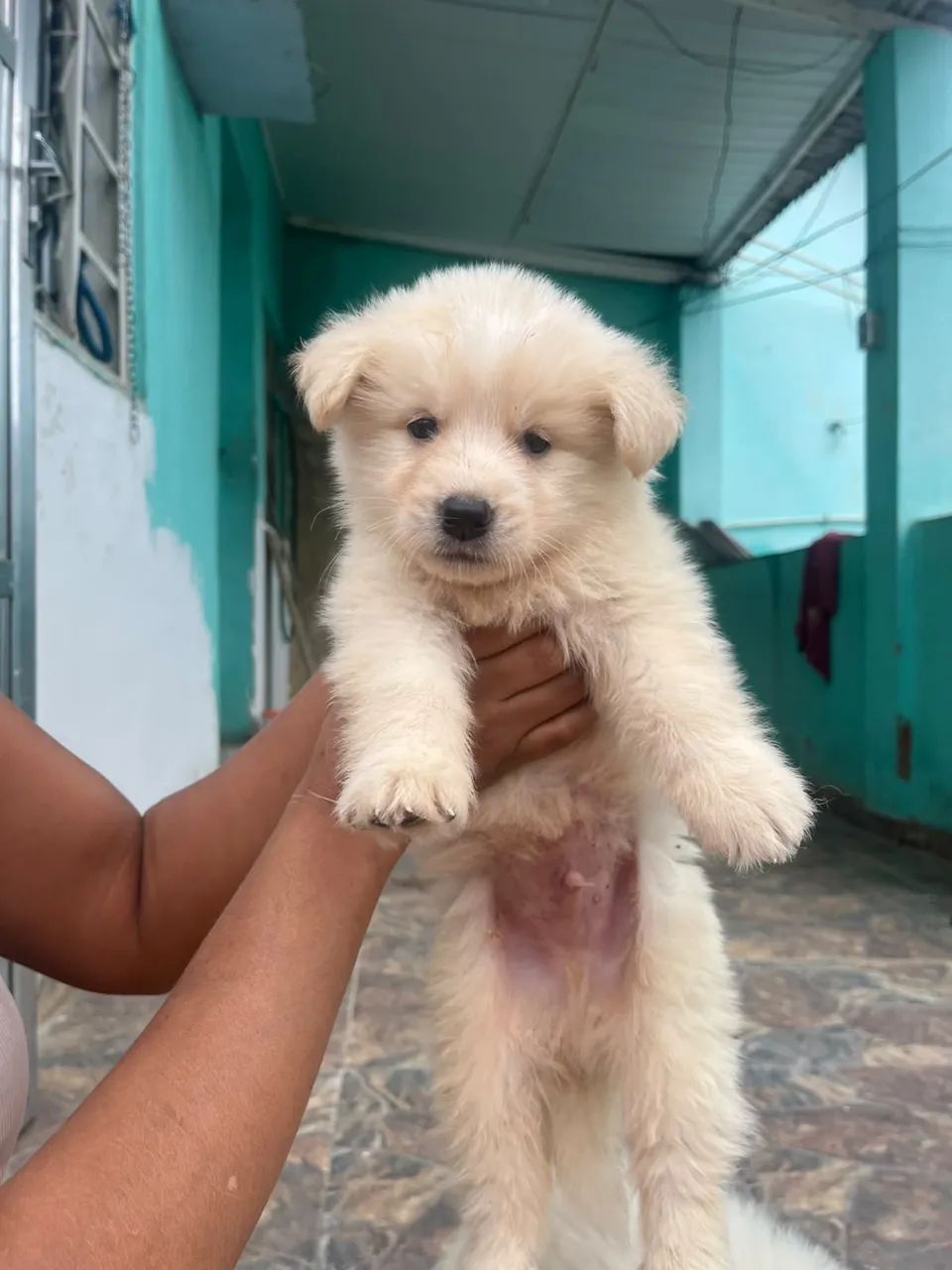 Pastor branco suíço  - Foto 4
