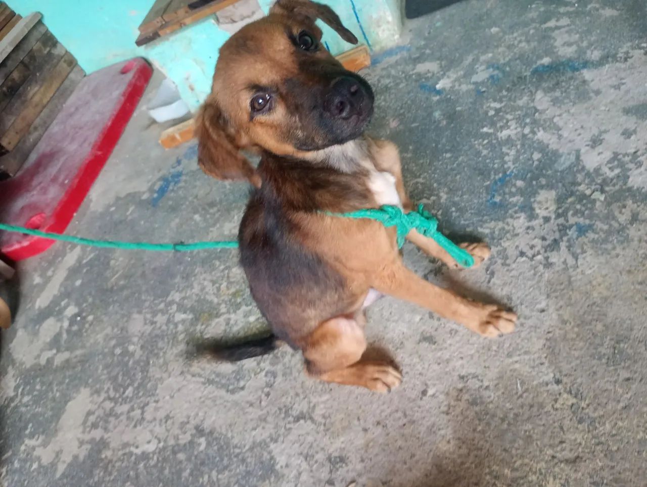 Cachorro  - Foto 3