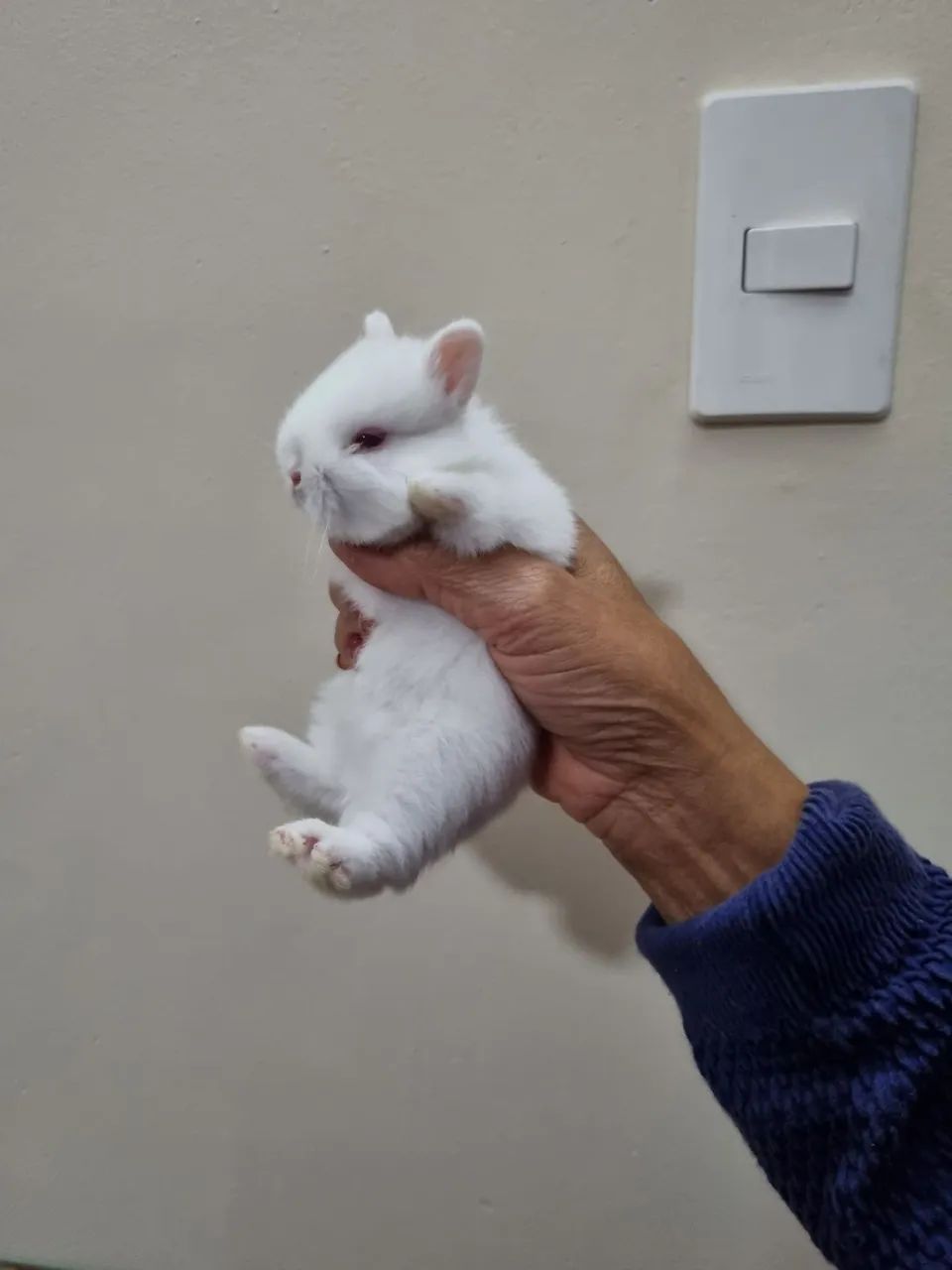 Coelho anao Netherland Dwarf  - Foto 2