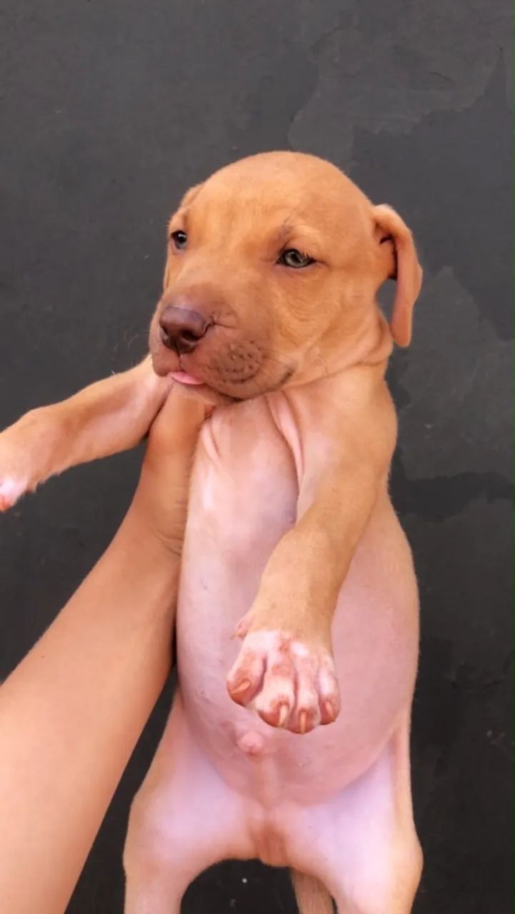 Filhote de Pitbull macho  - Foto 3