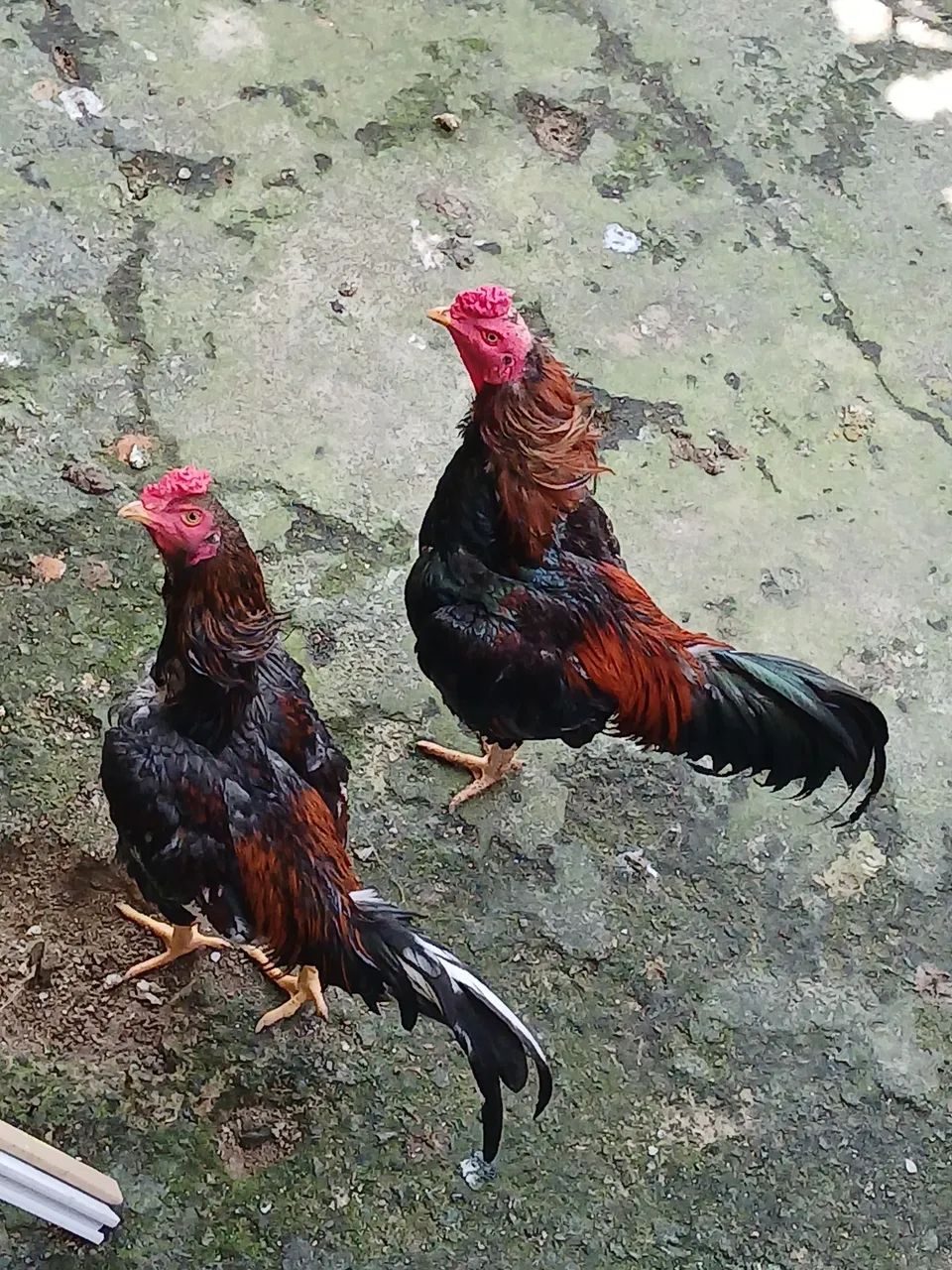 Galos de raça.  - Foto 4