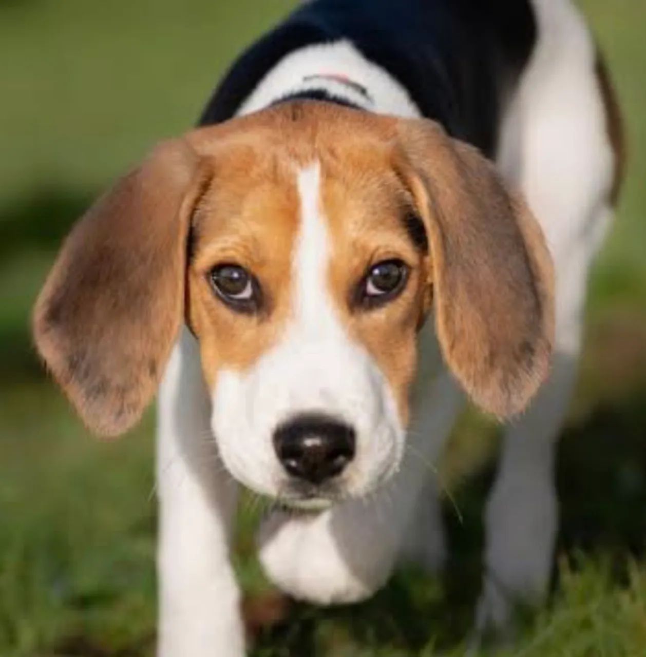 Lindo Bingo para adoção 
