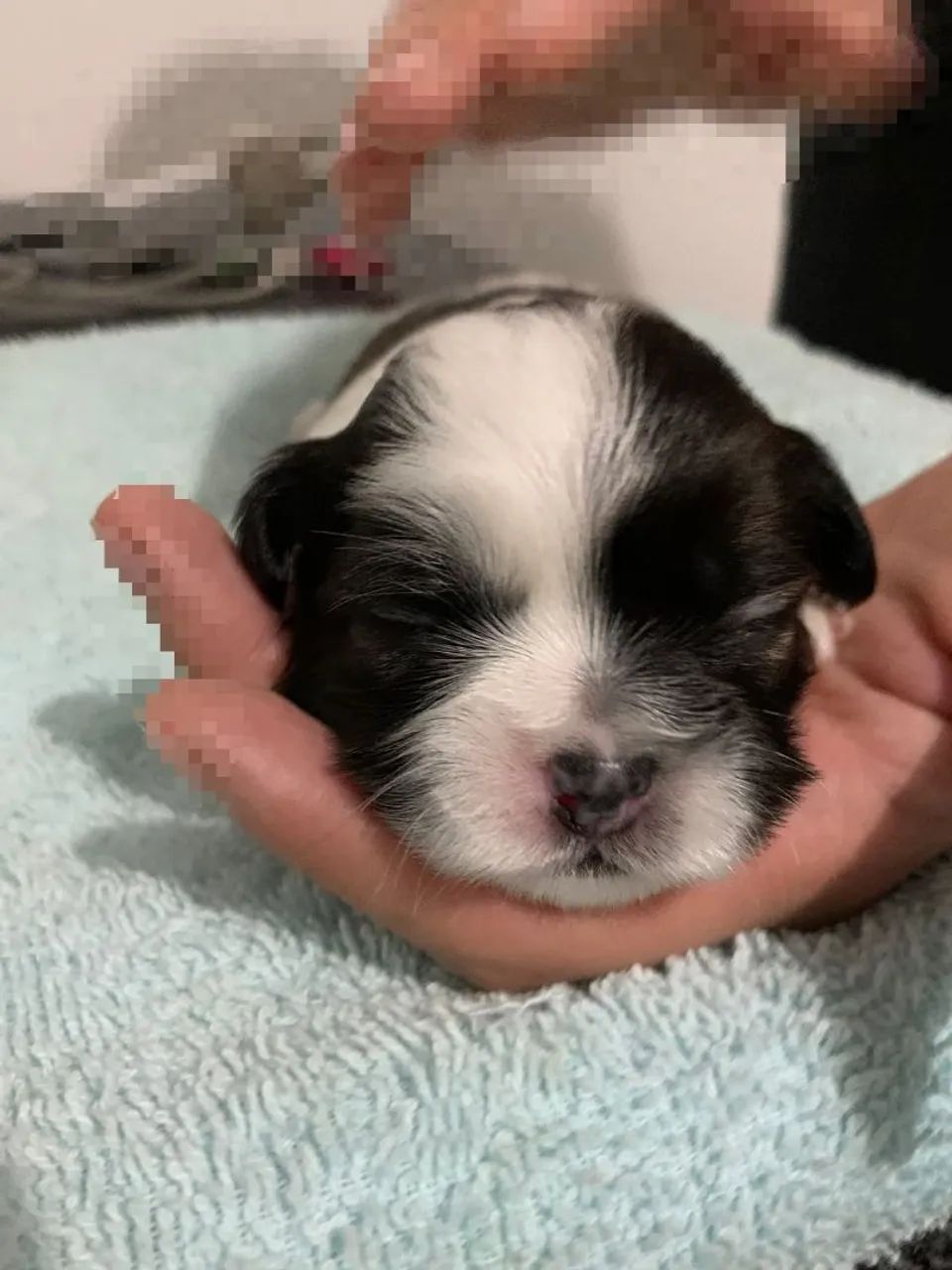 Lhasa Apso Filhotes - Foto 4