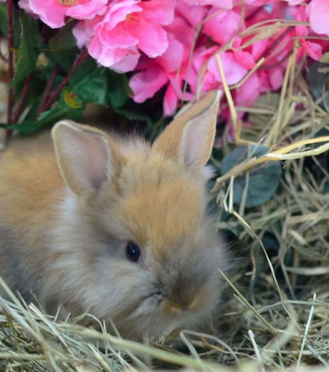 Coelho mini Lion dourado machos e fêmeas filhotes com veterinário responsável  - Foto 4
