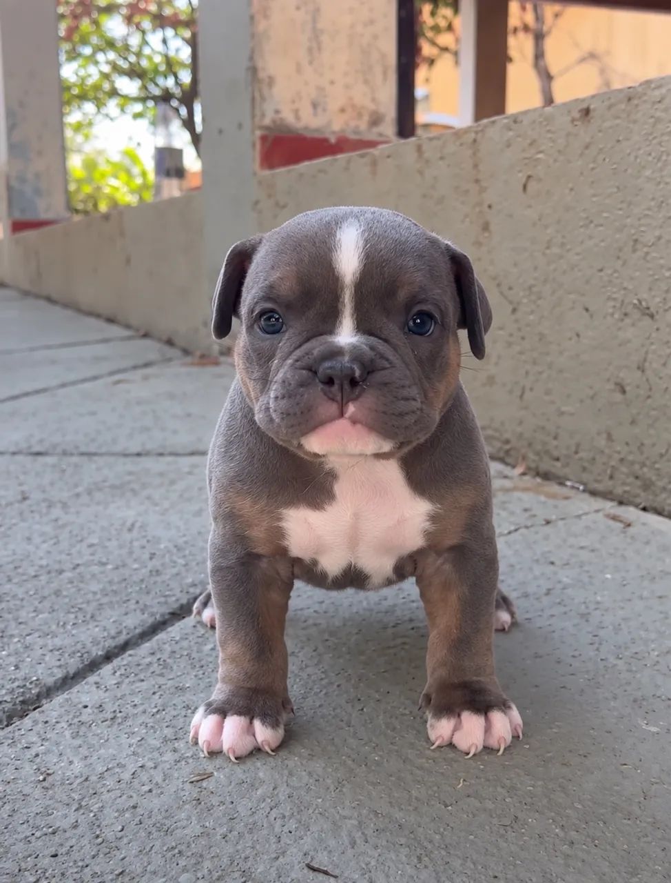 Américan Bully  - Foto 4