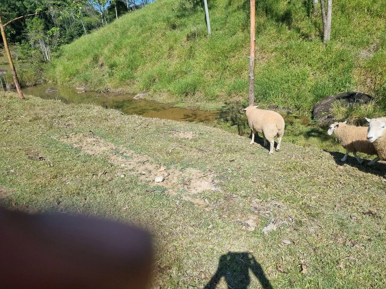 Reprodutor carneiro Texel - Foto 5