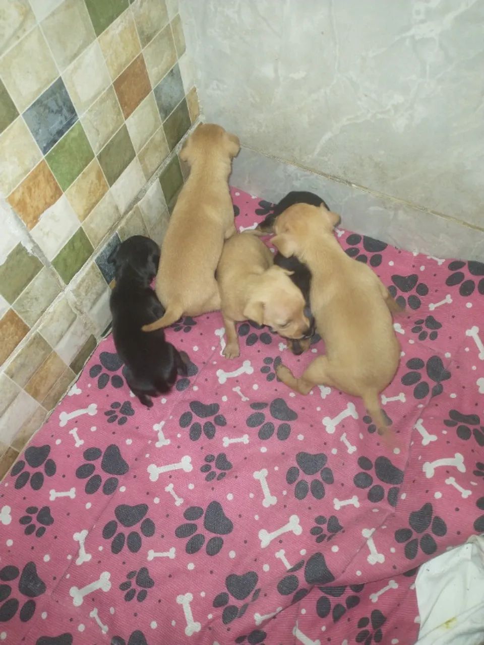Cães da Raça pinscher - Foto 4