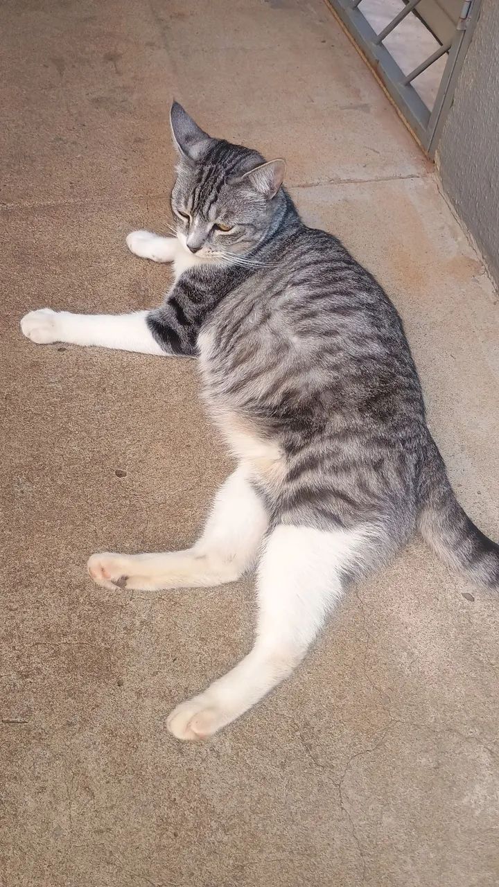 Doa-se gato macho  - Foto 2