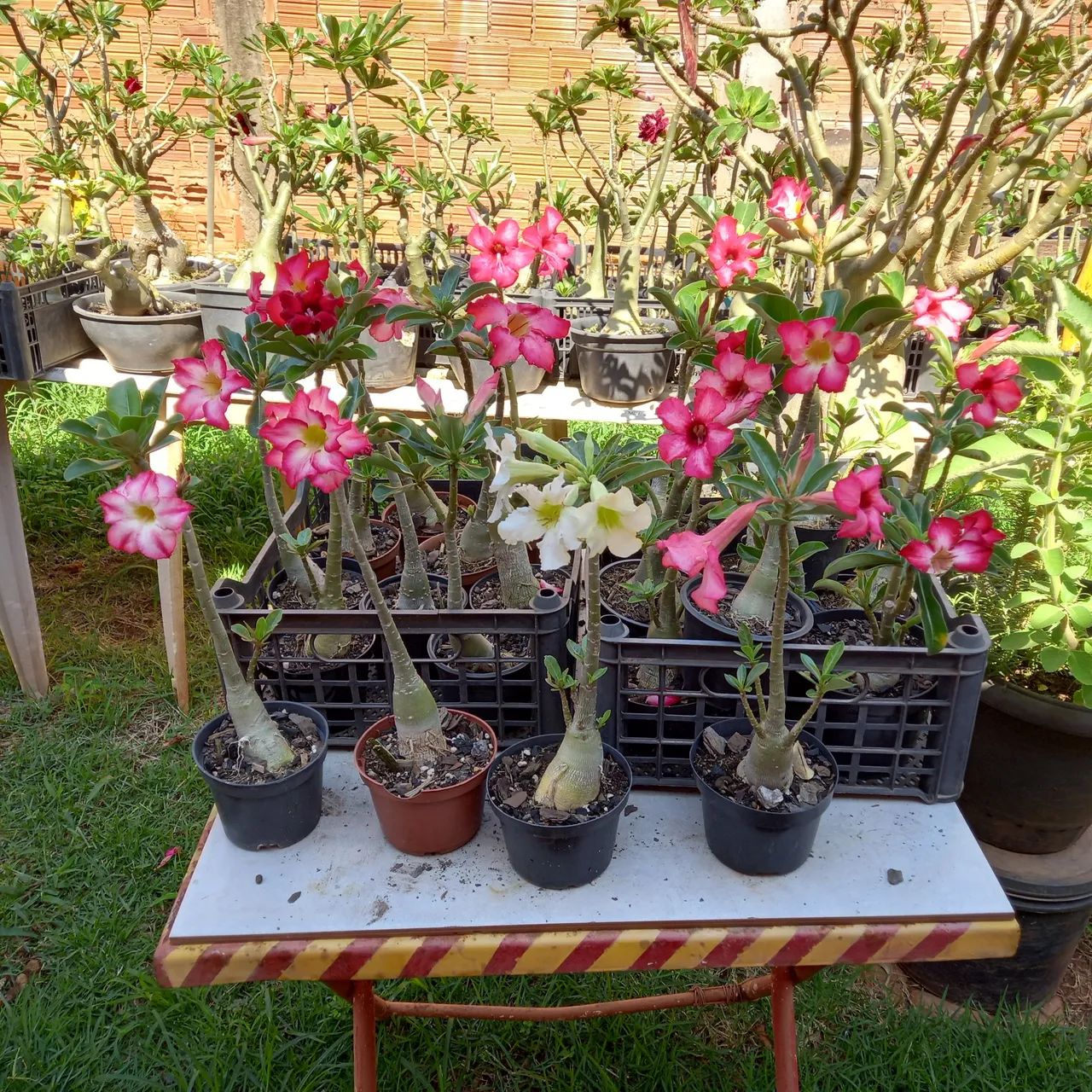 Vende - se rosas do deserto  - Foto 3
