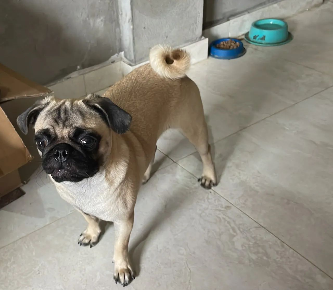 Pug