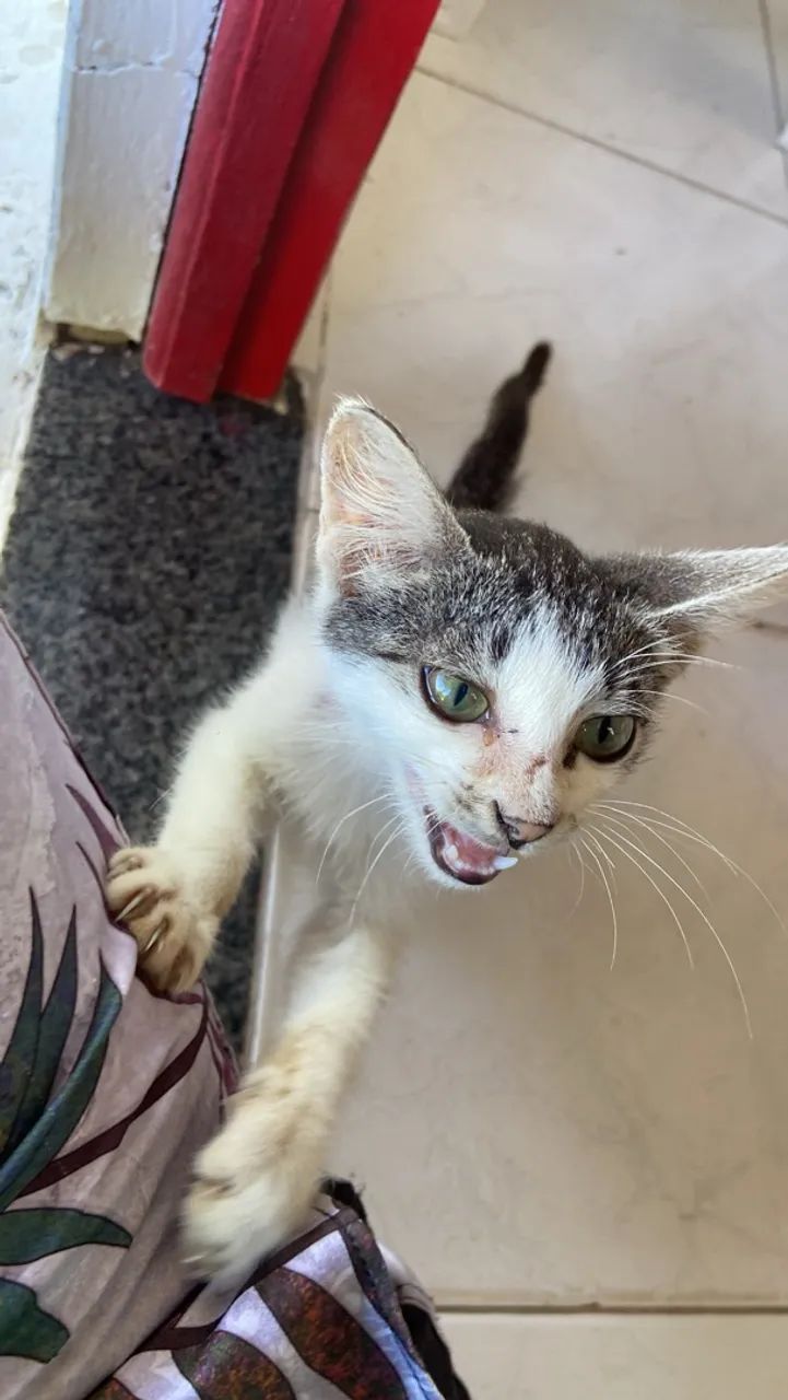 Chico the Cat - Foto 3