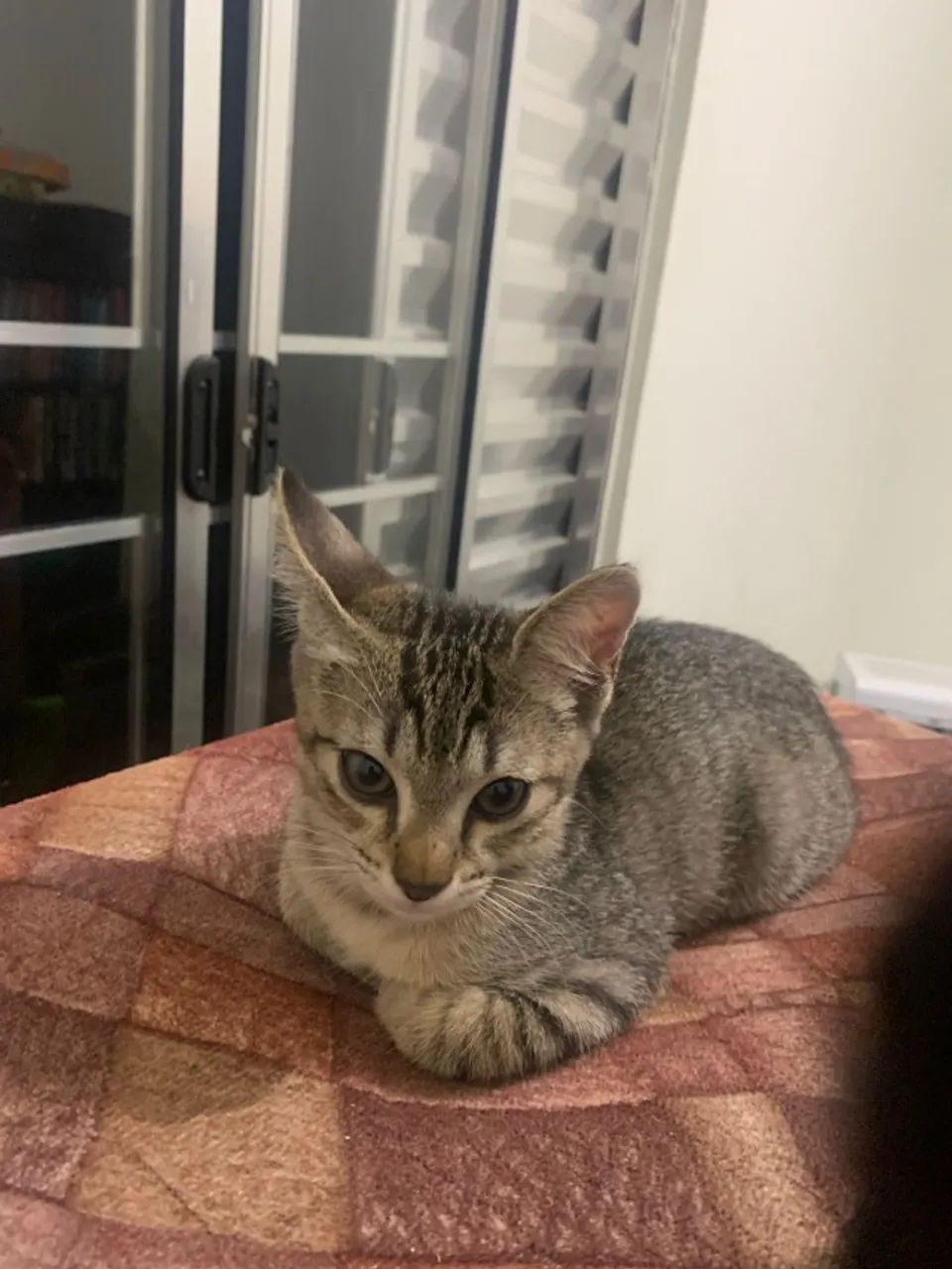 Doação Responsável - Dois Gatinhos Irmãos