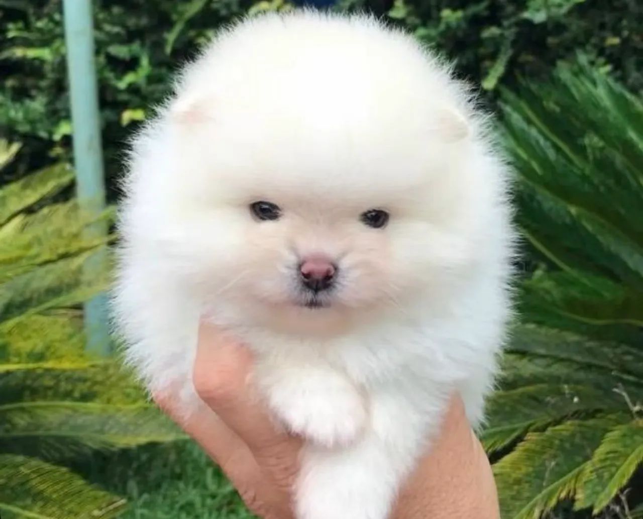 Spitz alemão  - Foto 2