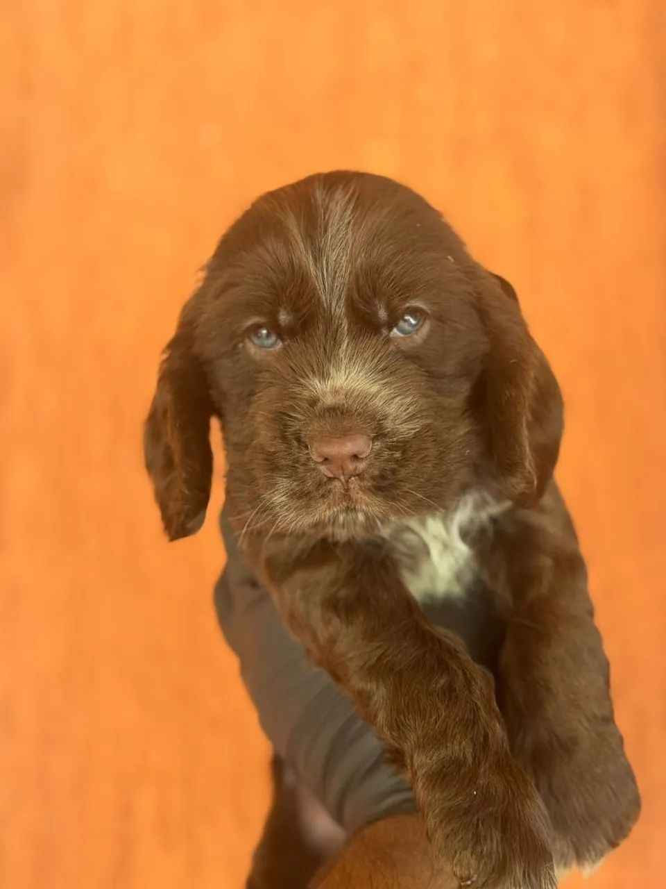 Cocker Spaniel Inglês | Compre com segurança 