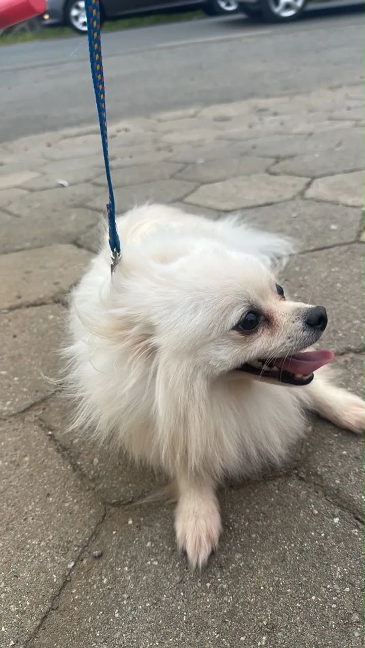 SPITZ ALEMÃO À VENDA! - Foto 2