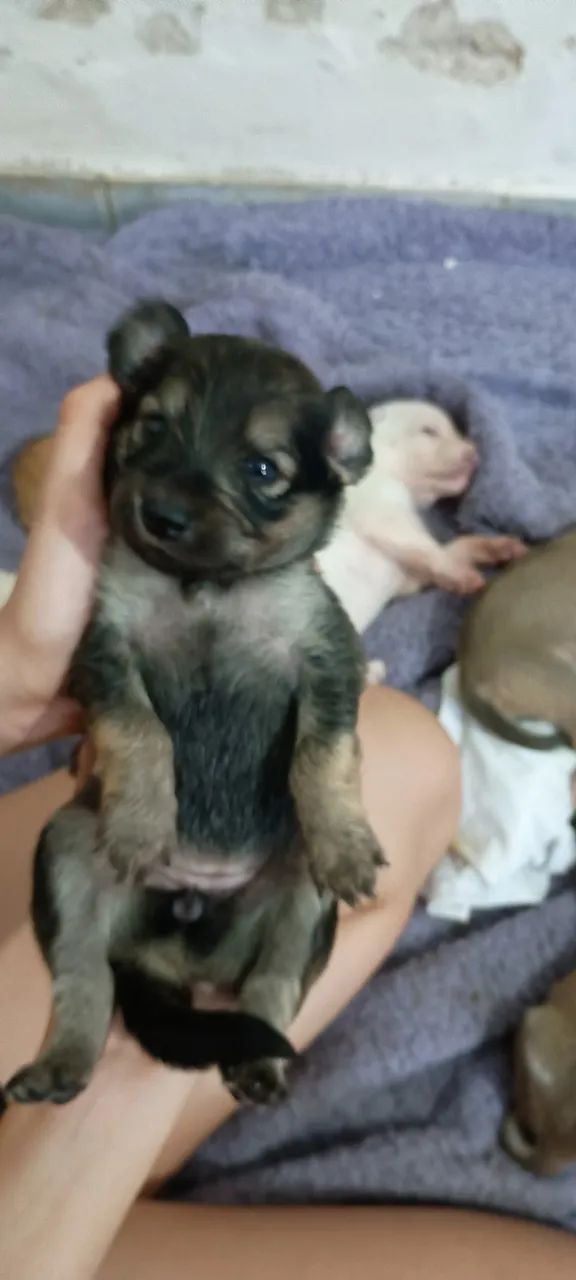 Cachorro  - Foto 3