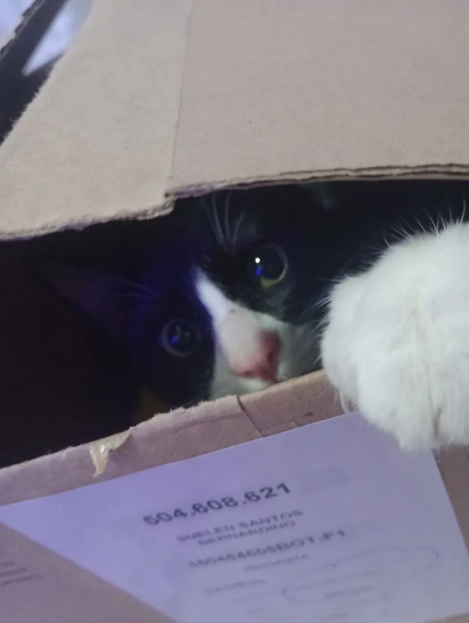 Doação Responsável - Gato - Foto 3
