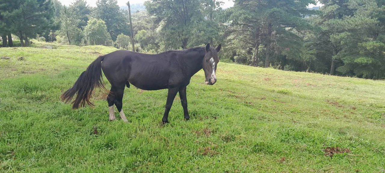 Vendo Cavalo  - Foto 3