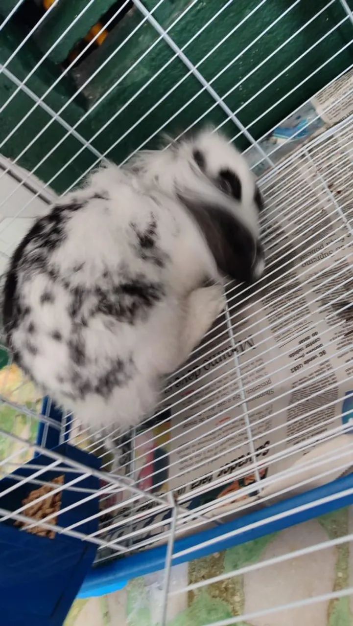 Coelho de raça  - Foto 4