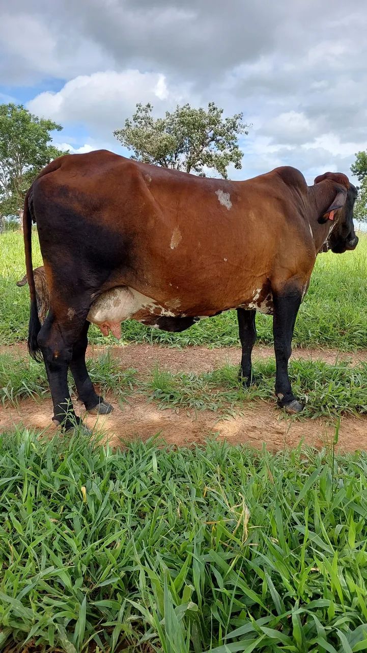 VENDE-SE VACA GIROLANDO ?