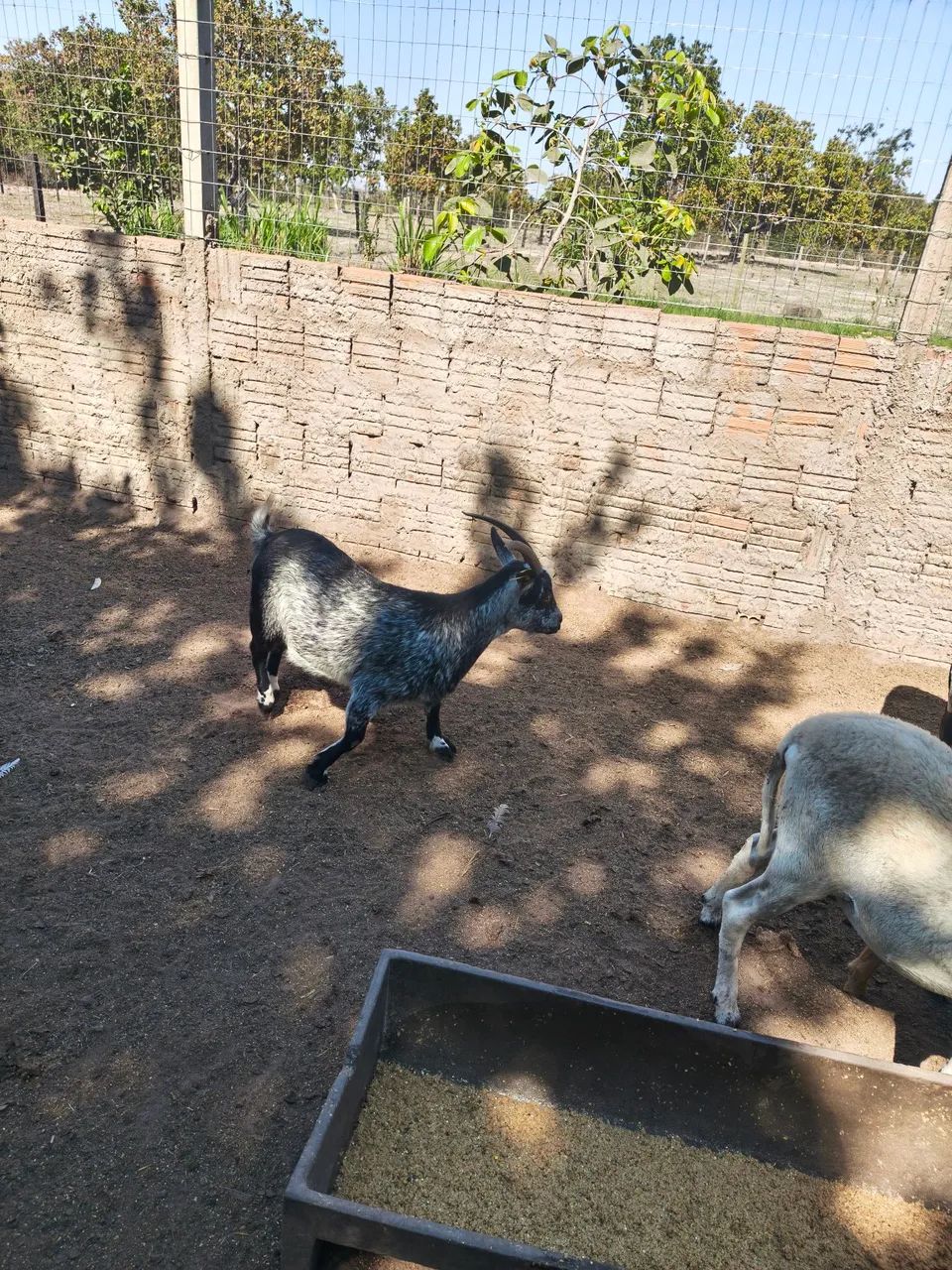 Vendo mini cabra fêmea - Foto 3