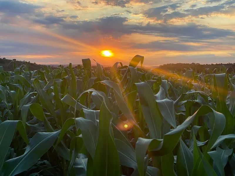 Fazenda para Venda em Pindorama do Tocantins - Foto 3