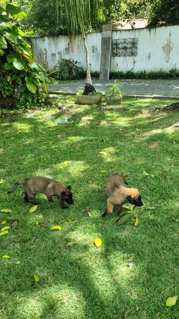 Pastor Malinois  - Foto 2