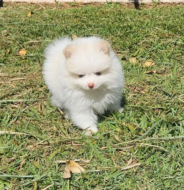 Spitz Alemão 