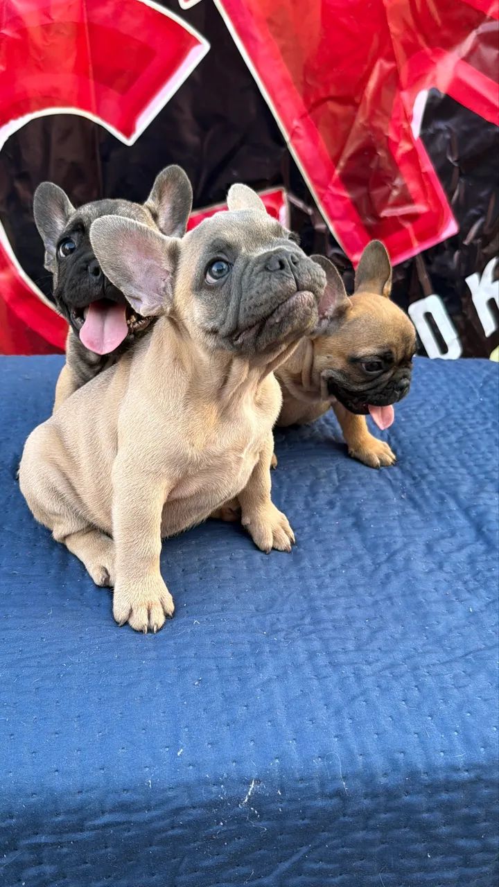 Buldogue francês micro exótico  - Foto 2
