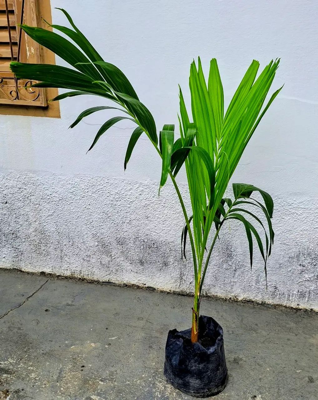 Vendo  - Foto 4