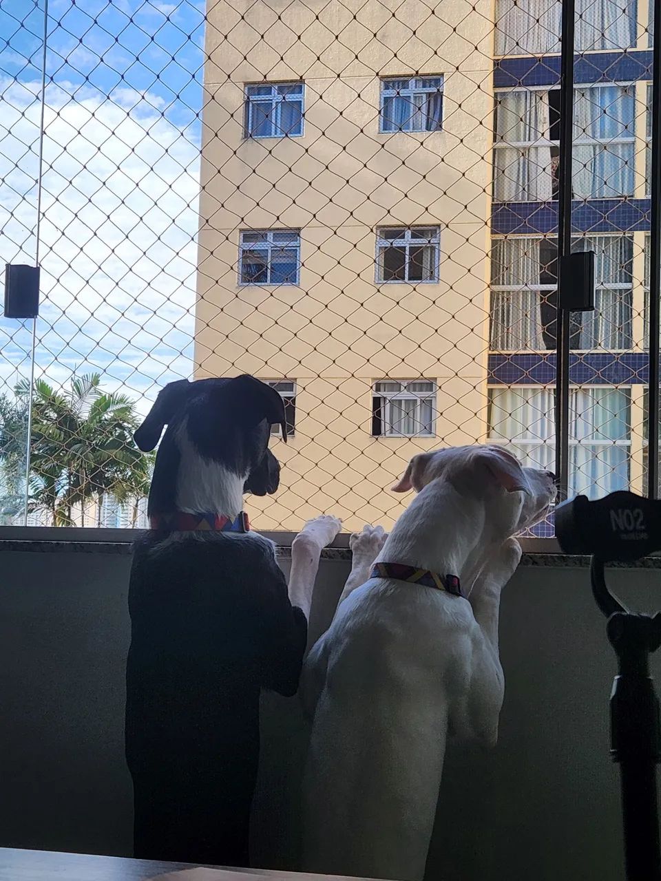 Adoção Responsável  - Foto 3