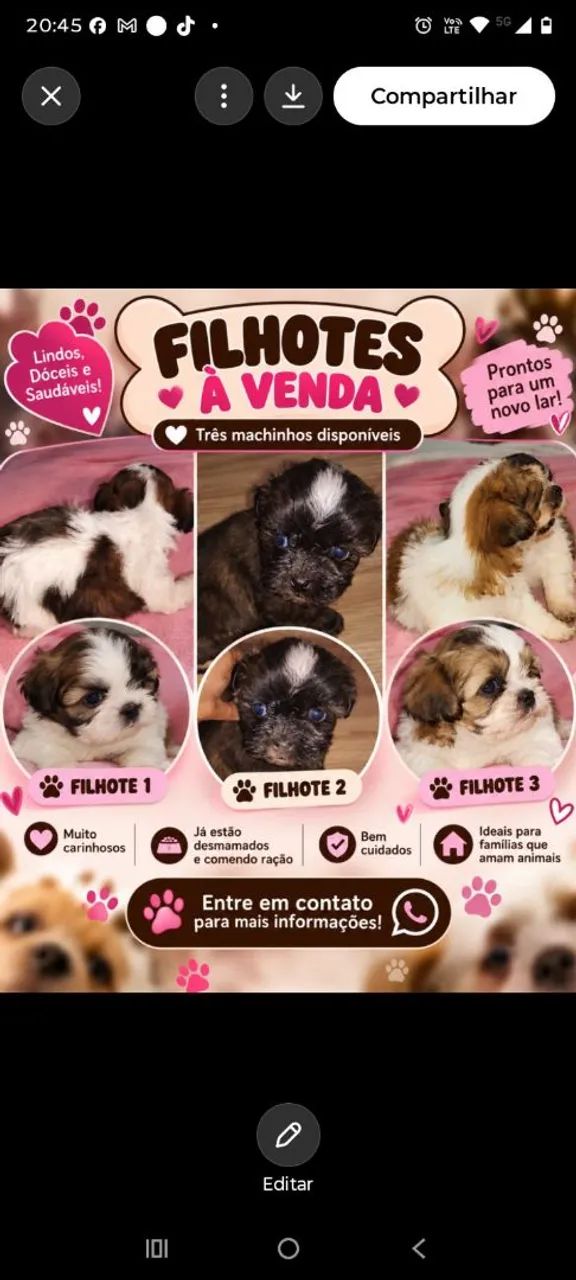 Shitzu com poodle