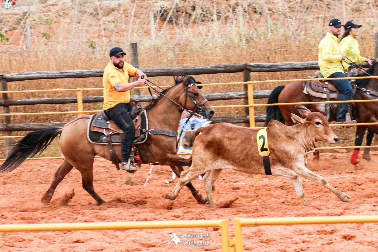 Cavalo quarto de milha  - Foto 3