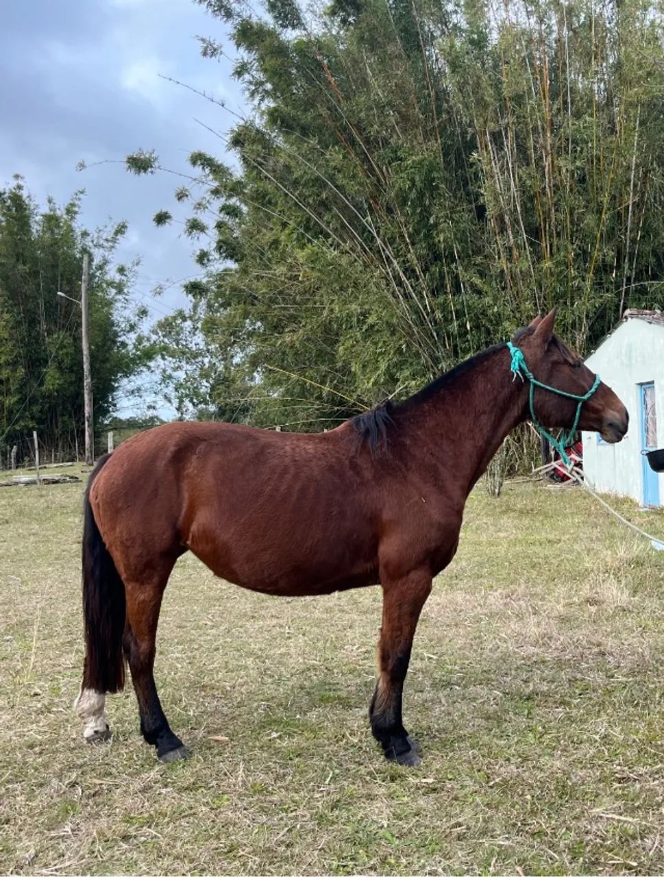 Crioula  - Foto 3
