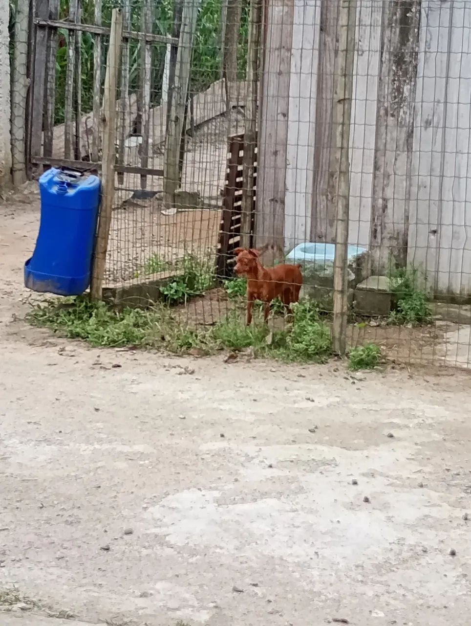 Cachorro 