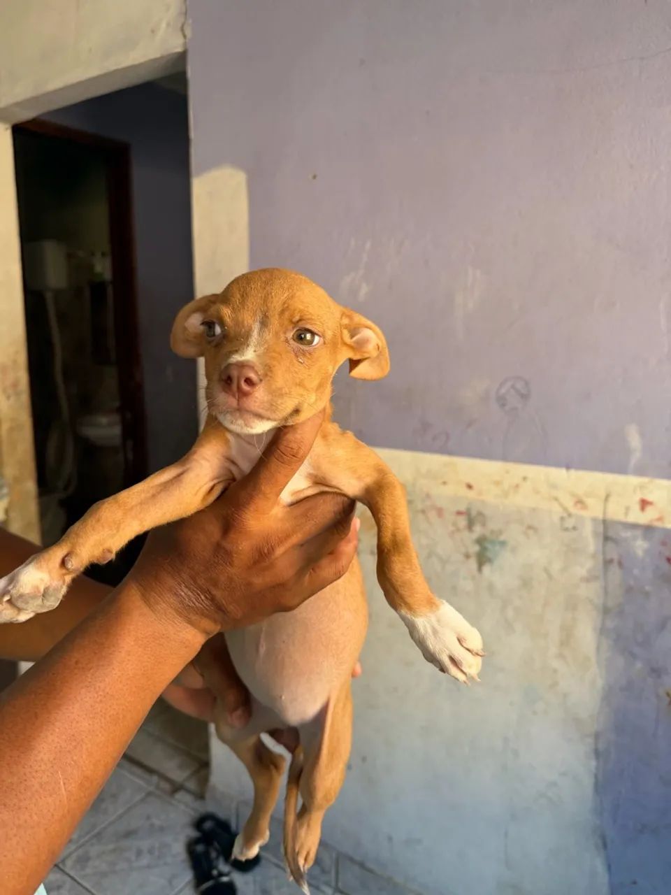 Pit bull  - Foto 4