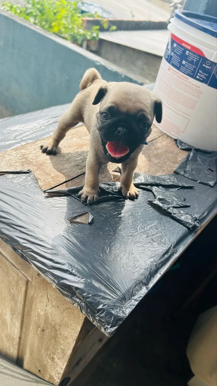 Pug - Foto 3