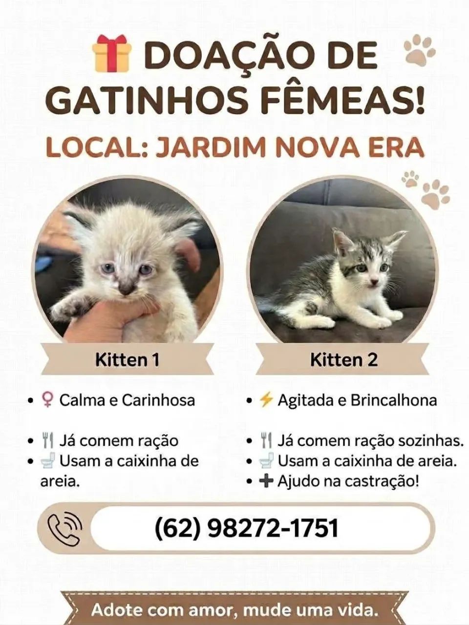 Doação de gatas