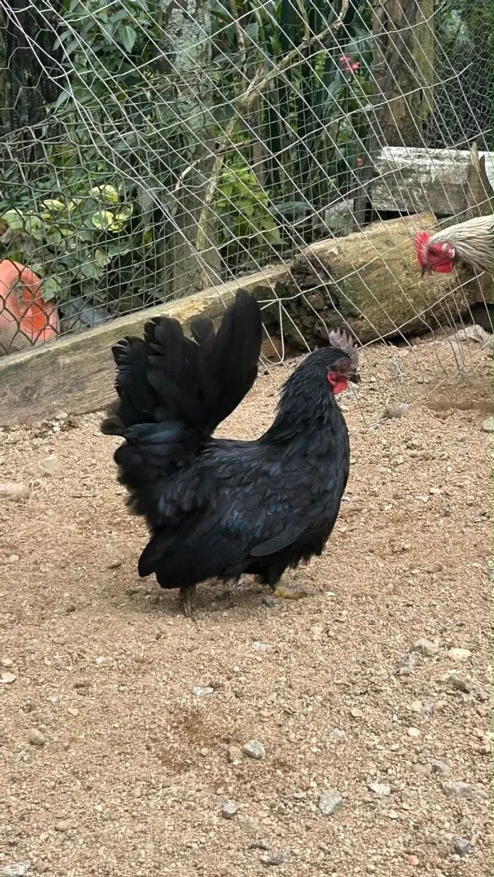 L O T É de Galos...Barbada! - Foto 4