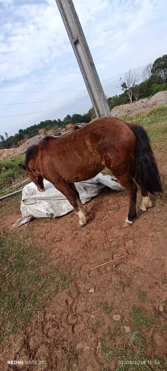 ? CAVALO À VENDA ? 2 ANOS | RAÇA NÃO DEFINIDA - Foto 5