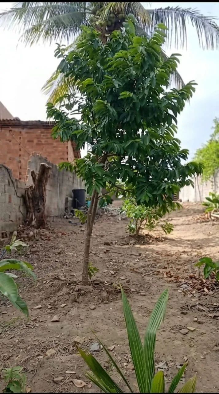 Vende-se terreno Coqueiro Seco - Foto 4