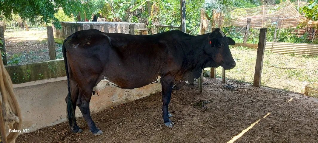 Vacas  leiteiras a vends - Foto 6