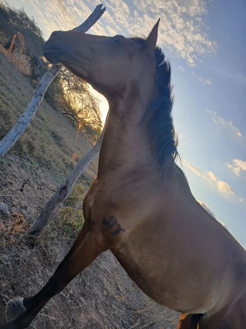 Vendo essa égua  - Foto 2