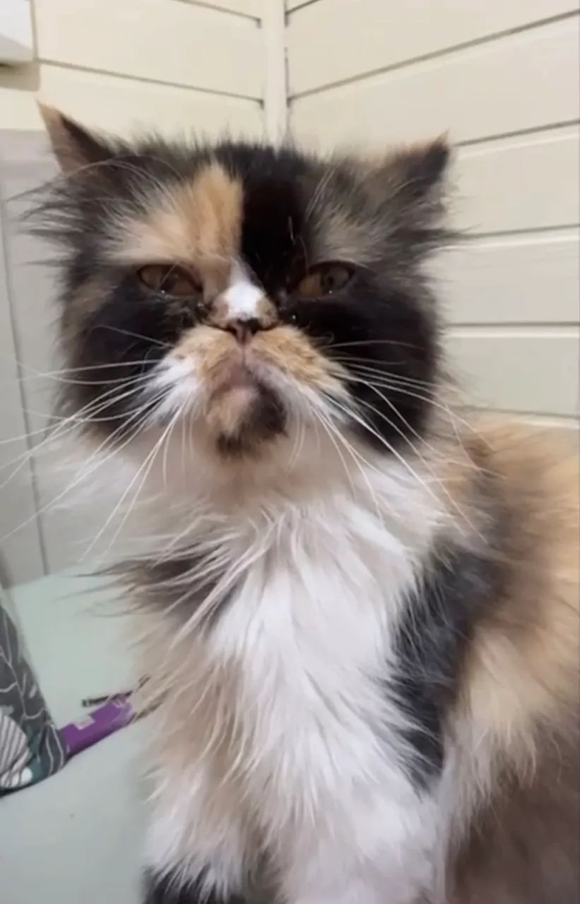 Gato persa  - Foto 6