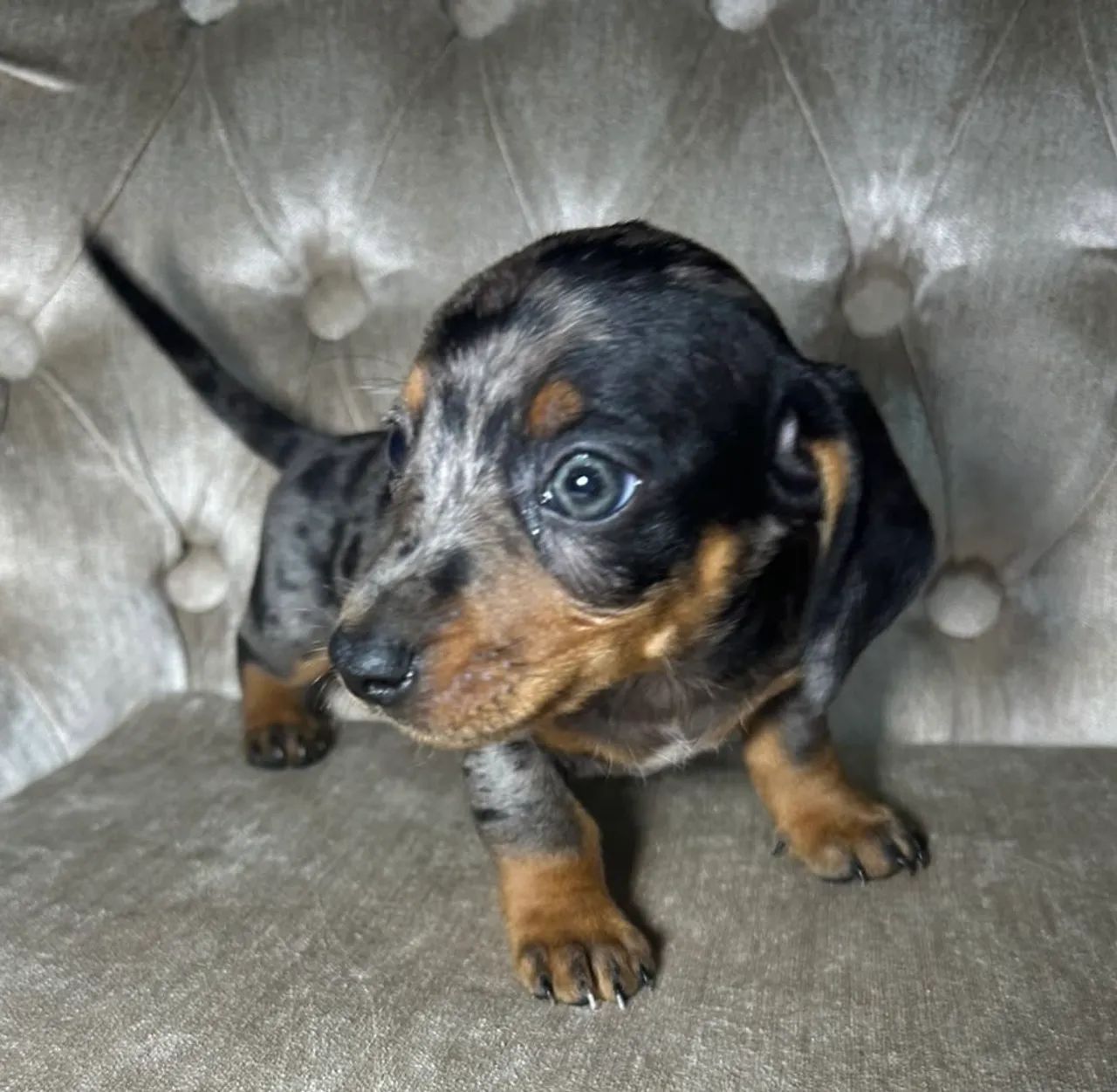 PROMOÇÃO DE FINAL DE SEMANA! Dachshund/salsicha/teckel