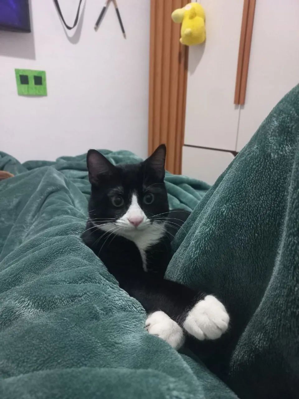 Doação Responsável - Gato - Foto 2