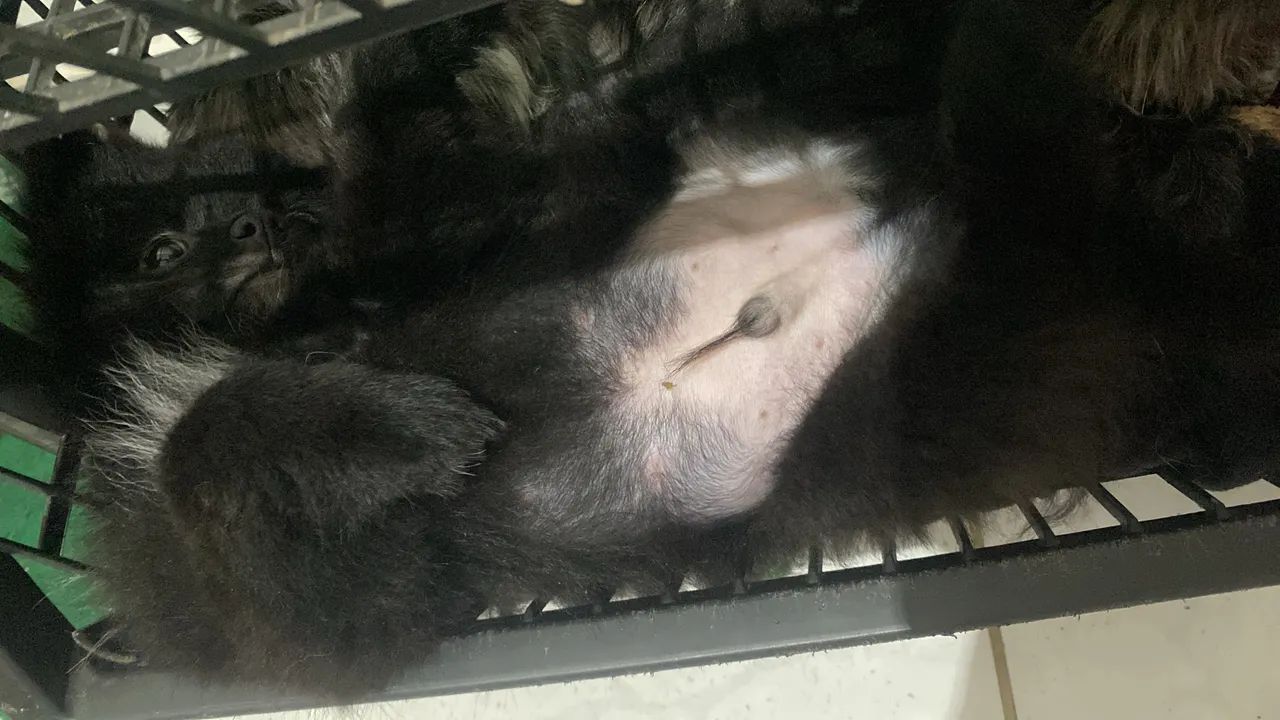 Spitz alemão  - Foto 2
